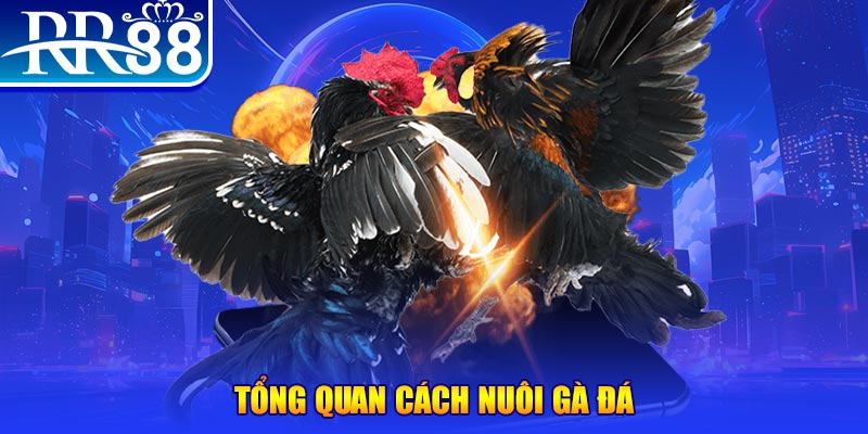 hot 51 VA Điện Tử